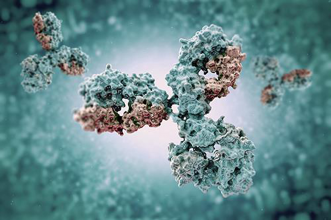 Antibody Developability